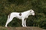 BOULEDOGUE AMERICAIN 342